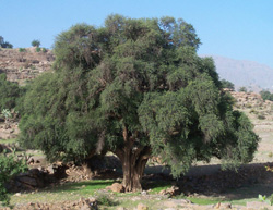 Argan-Baum