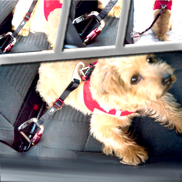 Curli Anschnallgurt Hunde Sicherheitsgurt Auto Hundegurt Adapter Autogurt  Gurt